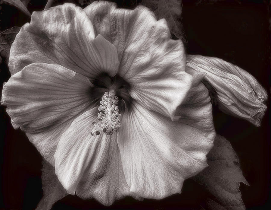 Rose Mallow Bloom Photograph by Louise Kumpf