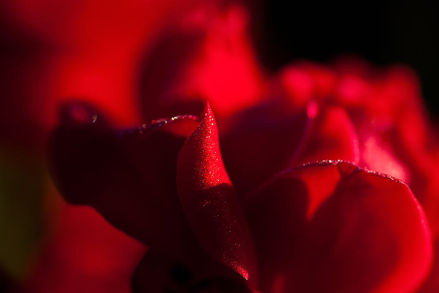 Rose Photograph by Mark Alder