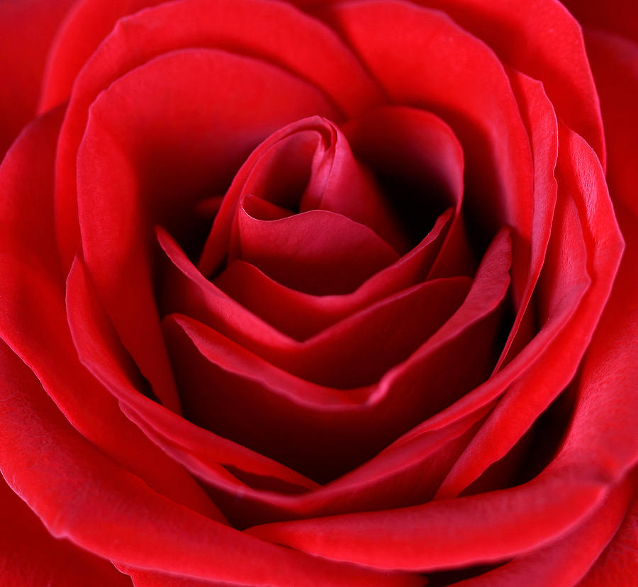 Rose Photograph - Rose  by Mark Ashkenazi