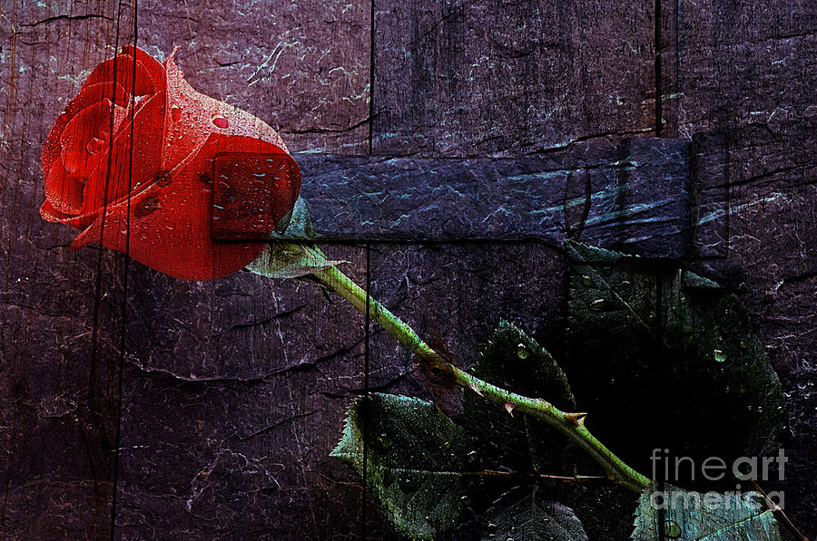Rose Mixed Media by Marvin Blaine