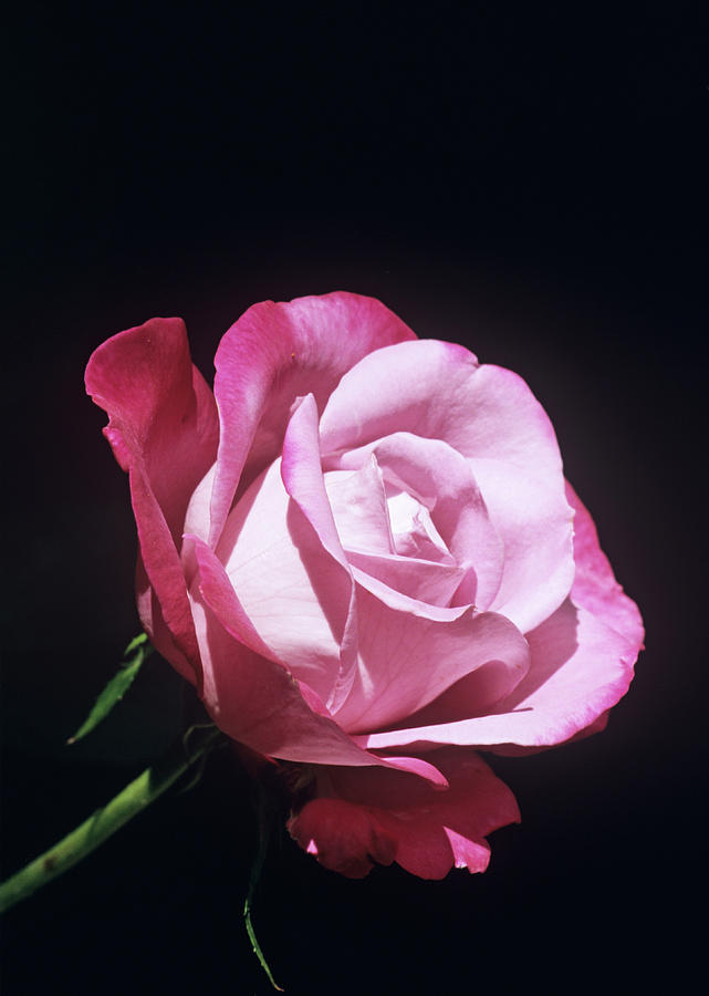 Rose Mauve Melody Flower Photograph By Brian Gadsby Science Photo Library