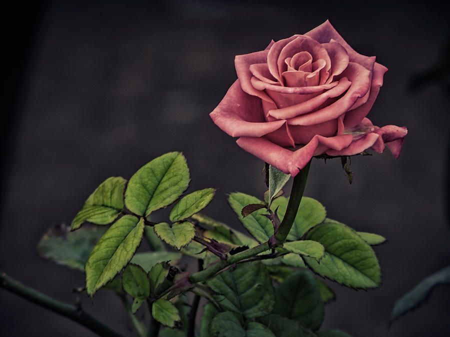 Rose Photograph by Muhammad Owais Khan