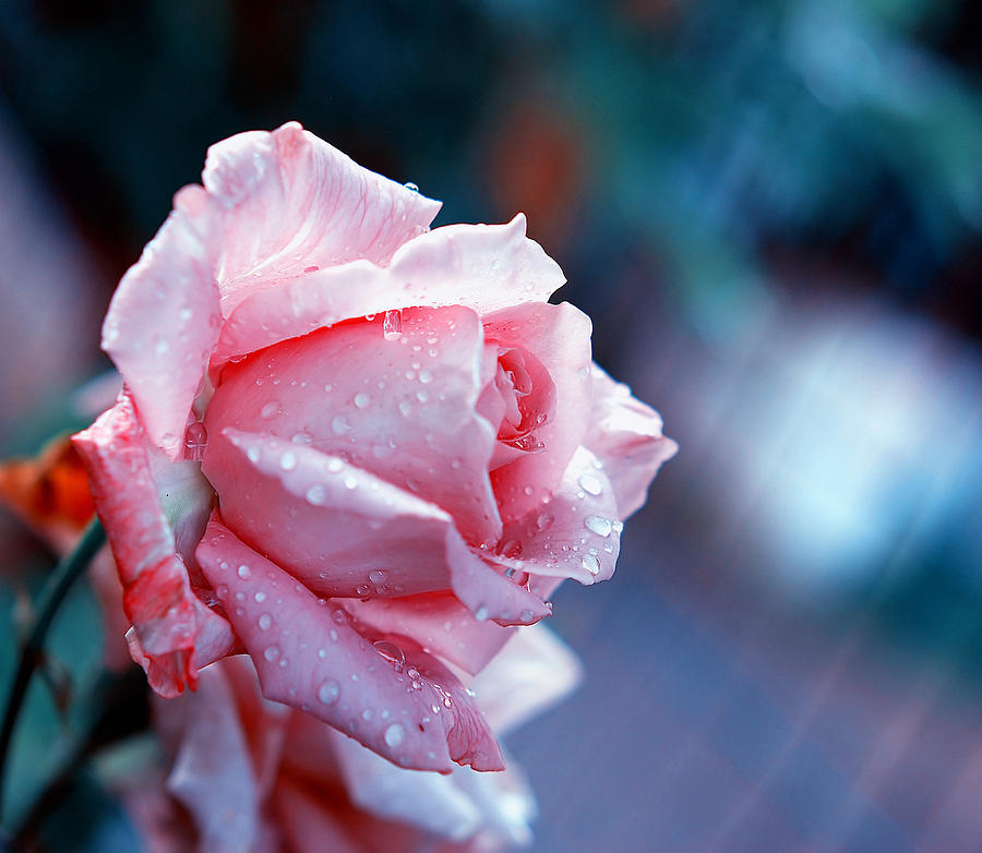 Rose Photograph - Rose by Nataly Rubeo