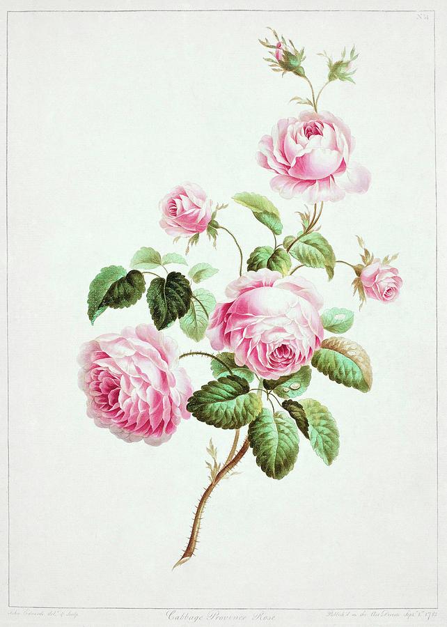 Rose Photograph by Natural History Museum, London/science Photo Library