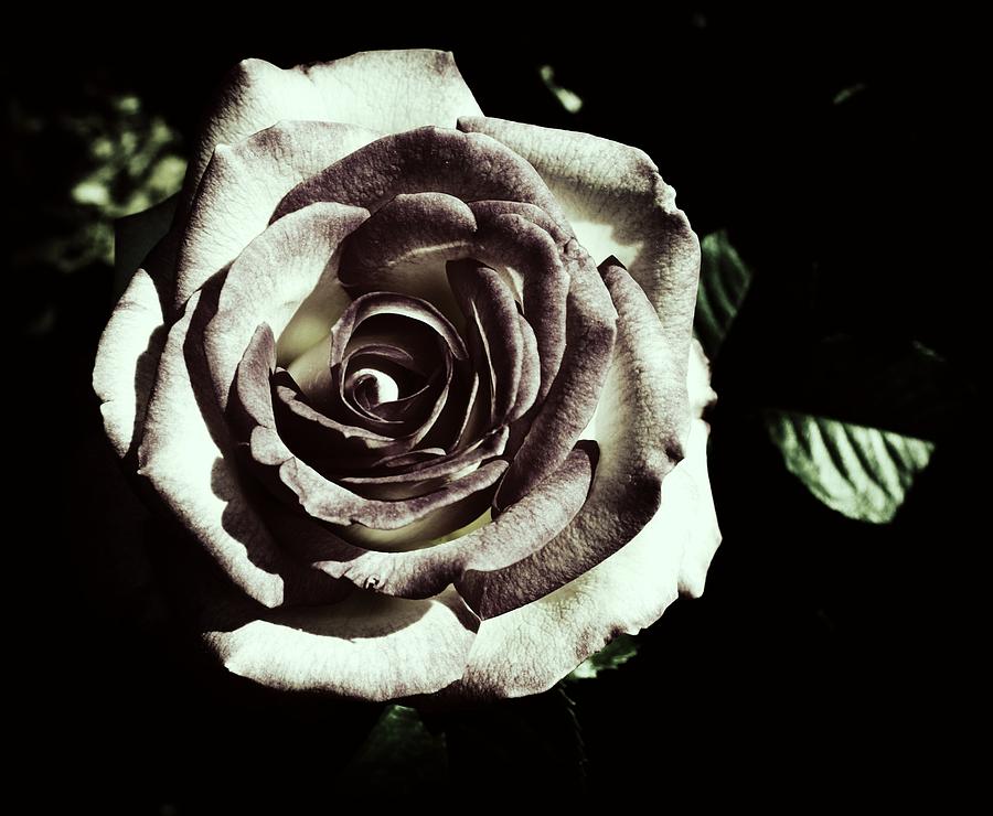 Rose Photograph - Rose by Nicole  Lambert