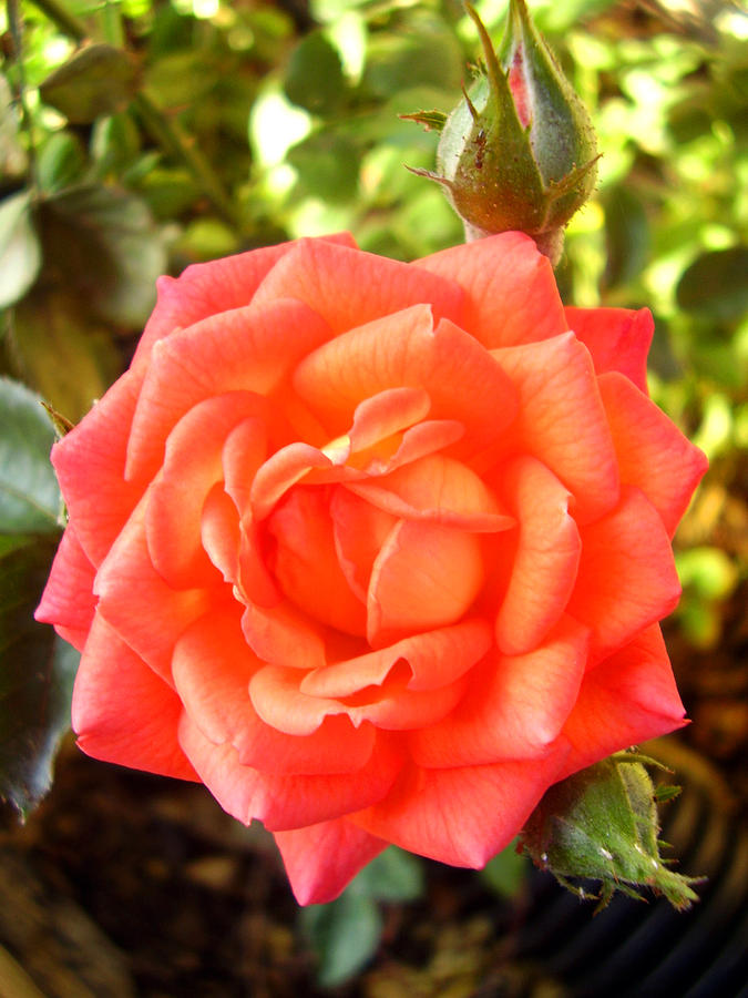 Red Orange Rose In Full Bloom With A Bud Photograph