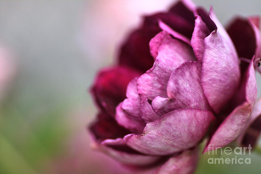 Nature Photograph - Rose of BEAUTY by Joy Watson