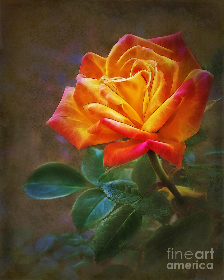 Rose Photograph - Rose of Joy by Judi Bagwell