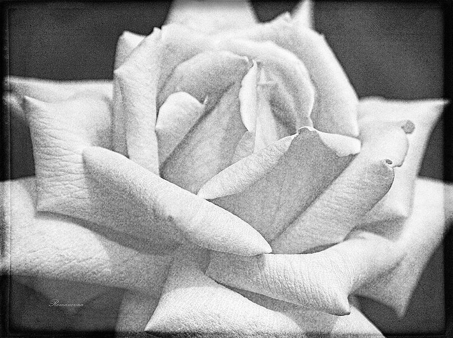 Black And White Photograph - Rose Of Long Forgotten Dreams by Georgiana Romanovna