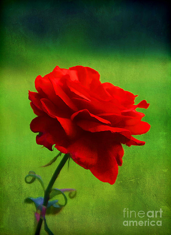 Nature Photograph - Rose of Love by Darren Fisher