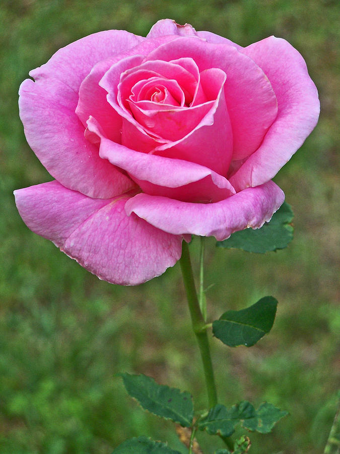 Rose of Love Photograph by Jennifer Robin