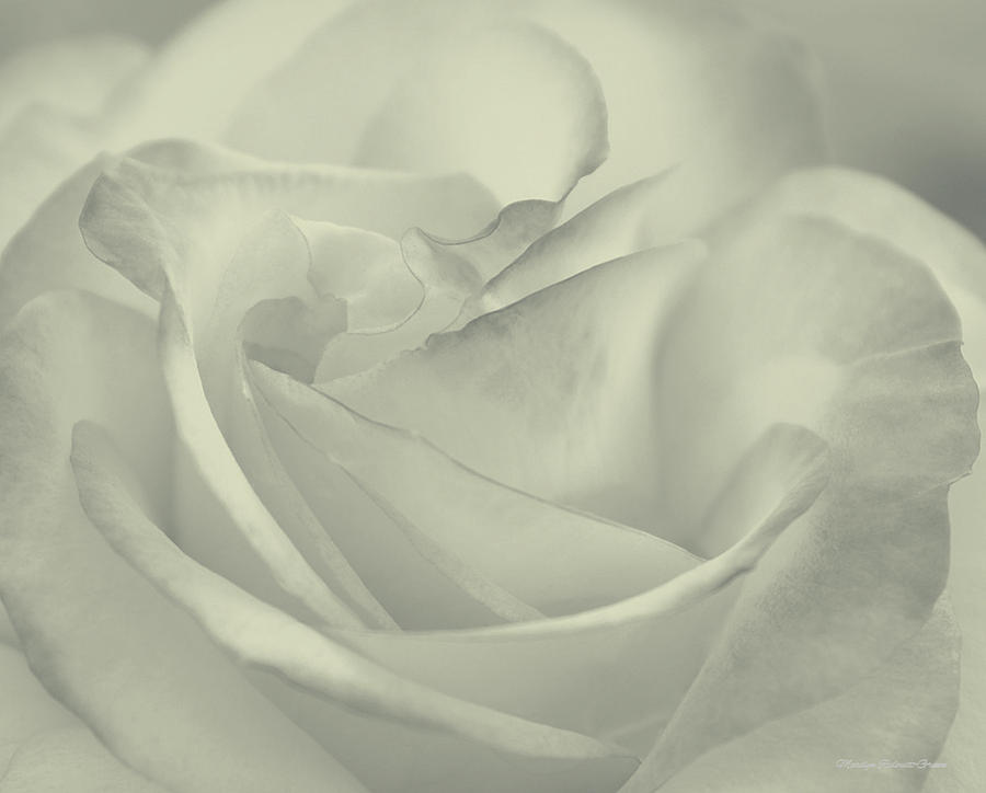 Rose Photograph - Rose of My Heart by The Art Of Marilyn Ridoutt-Greene