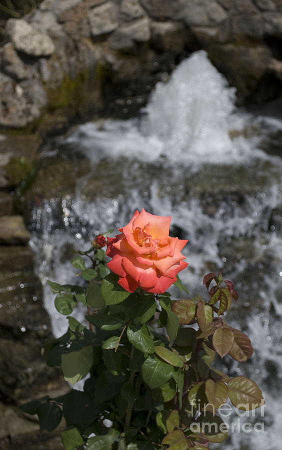 Rose Photograph - rose of Prizren  by Artur Gjino 