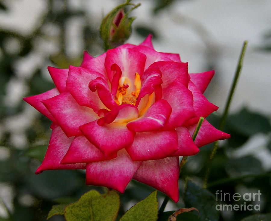 Rose Of San Miguel De Allende 2 Photograph by John  Kolenberg