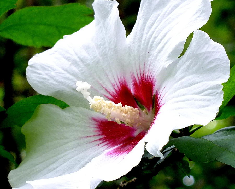 Rose of Sharon # 2 Photograph by Melissa Bittinger