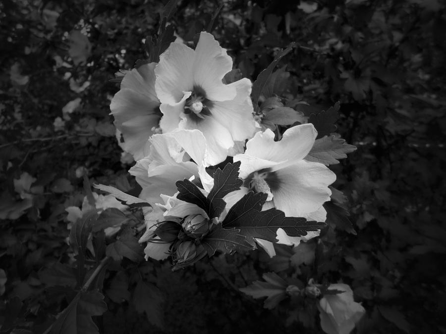 Rose of Sharon 2 B n W Photograph by Richard Andrews