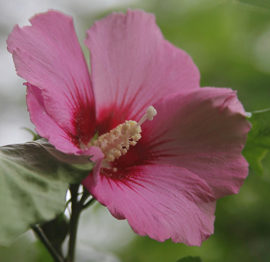 Flower Photograph - Rose of Sharon 4  by Cathy Lindsey