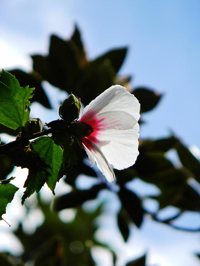 Rose of Sharon at Dusk Photograph by Jean Goodwin Brooks