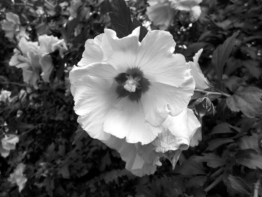 Rose of Sharon B n W Photograph by Richard Andrews