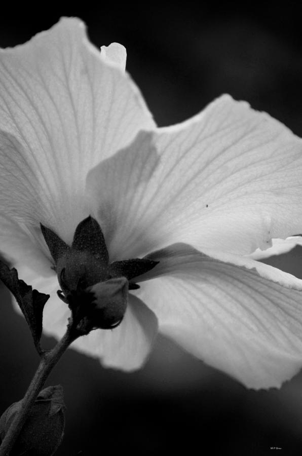 Rose of Sharon Backside Photograph by Maria Urso