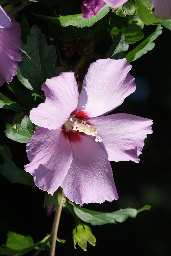 Rose of Sharon Blossom Photograph by Margie Avellino