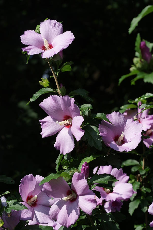 Rose of Sharon Clusters Photograph by Margie Avellino