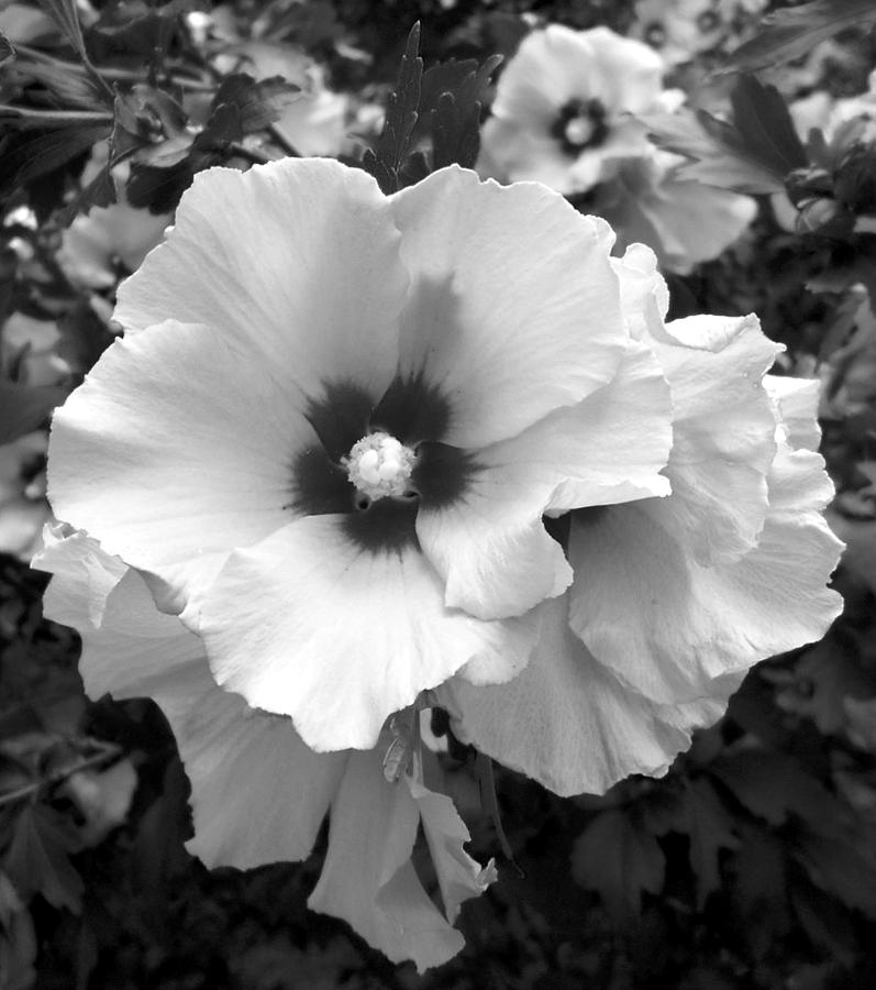 Flower Photograph - Rose of Sharon - Detail B n W by Richard Andrews
