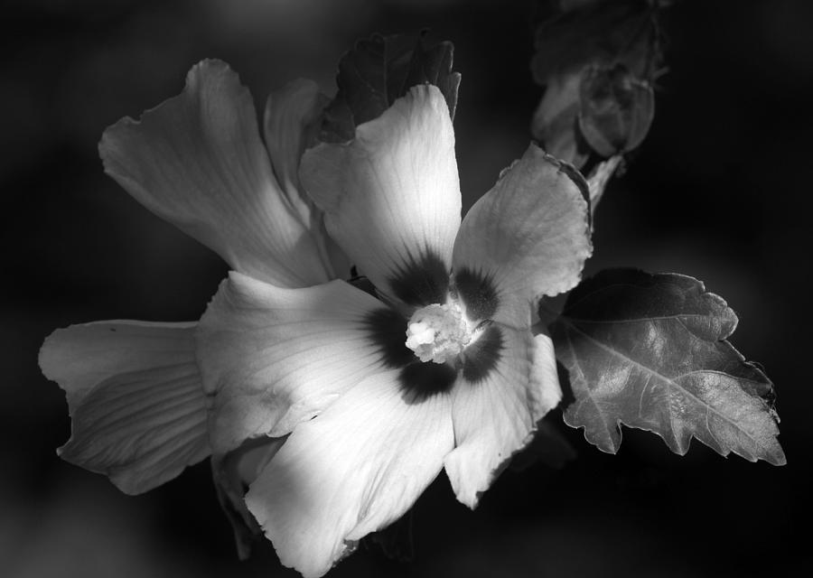Rose of Sharon Photograph by Donna Kennedy
