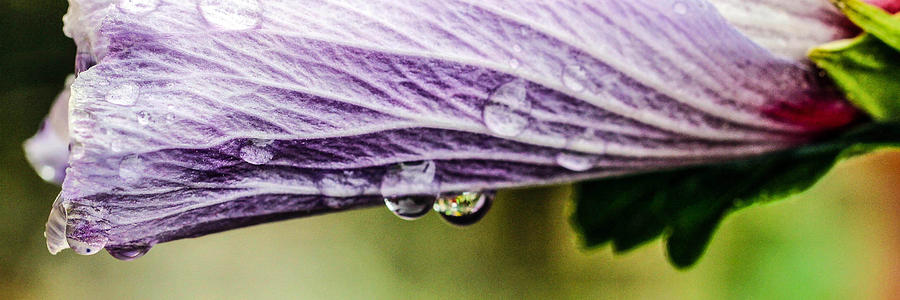 Rose of Sharon Drops Photograph by Cathy Donohoue