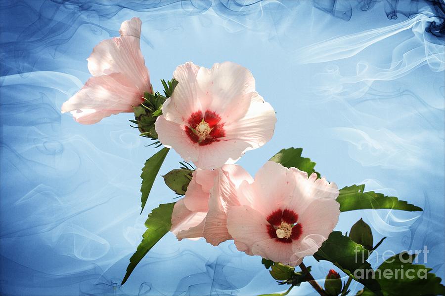 Rose of Sharon Photograph by Geraldine DeBoer