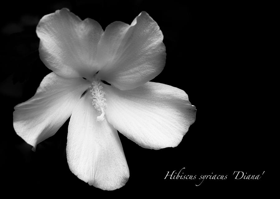 Rose of Sharon Hibiscus BW Photograph by Tony Grider