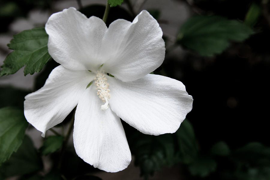 Rose of Sharon Hibiscus Flower Photograph by Tony Grider