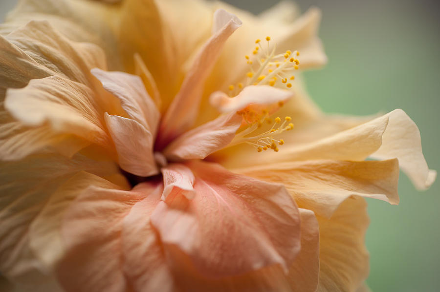 Nature Photograph - Rose of Sharon. Hibiscus by Jenny Rainbow