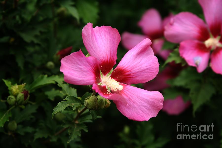 Hibiscus Photograph - Rose of Sharon Hibiscus by Margaret Newcomb
