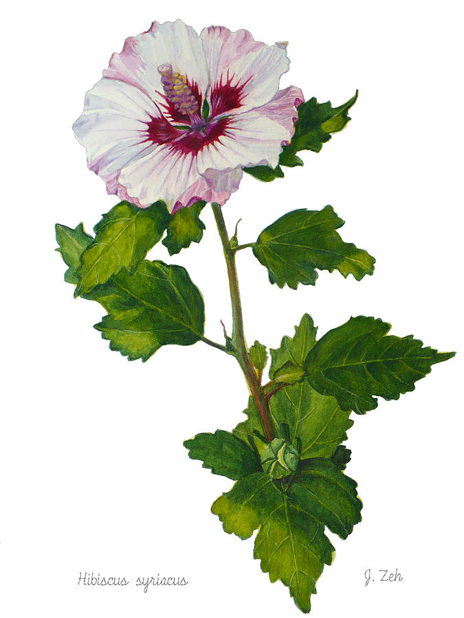 Flower Painting - Rose of Sharon - Hibiscus syriacus by Janet Zeh