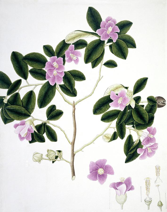 Rose Of Sharon (hibiscus Syriacus) Photograph by Natural History Museum, London/science Photo Library