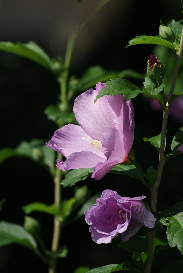 Rose of Sharon II Photograph by Margie Avellino