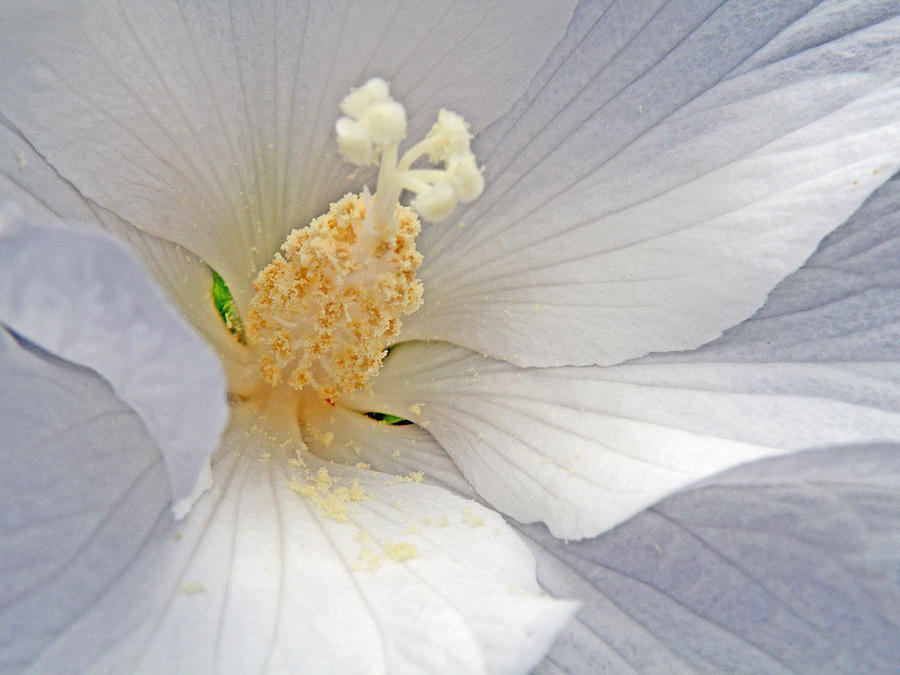 Flower Photograph - Rose of Sharon by Jean Hall