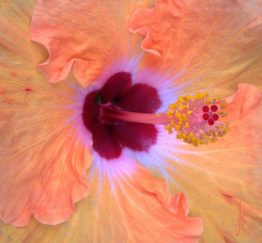 Floral Photograph - Rose of Sharon by Joe Arsenian
