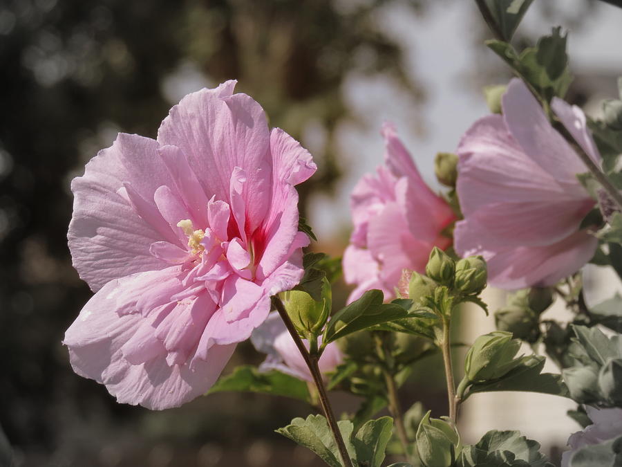 Rose Of Sharon Photograph by Kay Novy