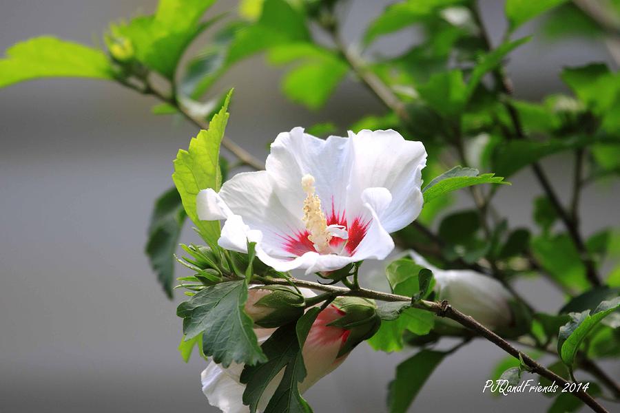 Rose of Sharon Photograph by PJQandFriends Photography