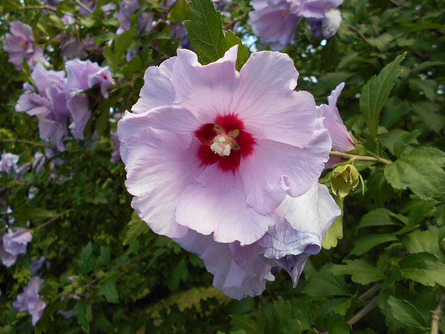 Rose of Sharon Photograph by Richard Andrews