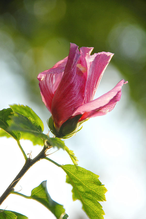 Rose of Sharon Photograph by Susan Moody