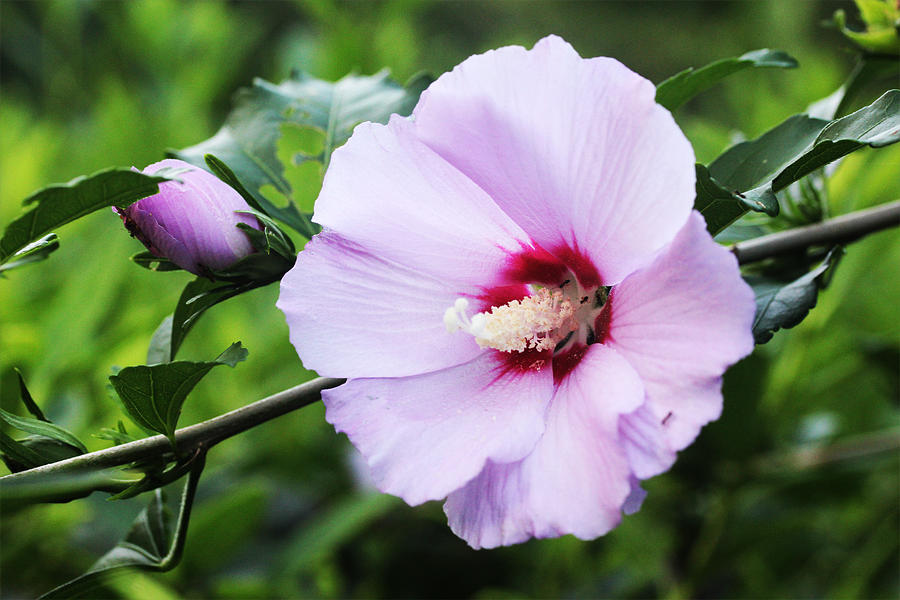 Rose of Sharon Photograph by Trina  Ansel