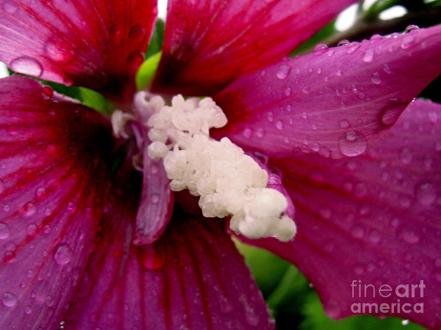 Rose Of Sharon Wet Photograph