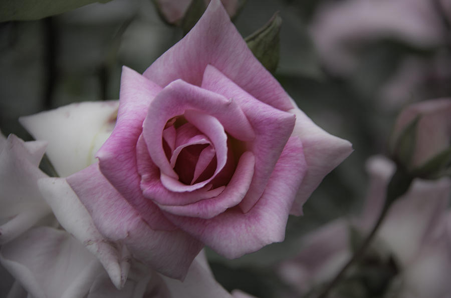 Rose of Tradition by Melodie Douglas Rose of Tradition by Melodie Douglas