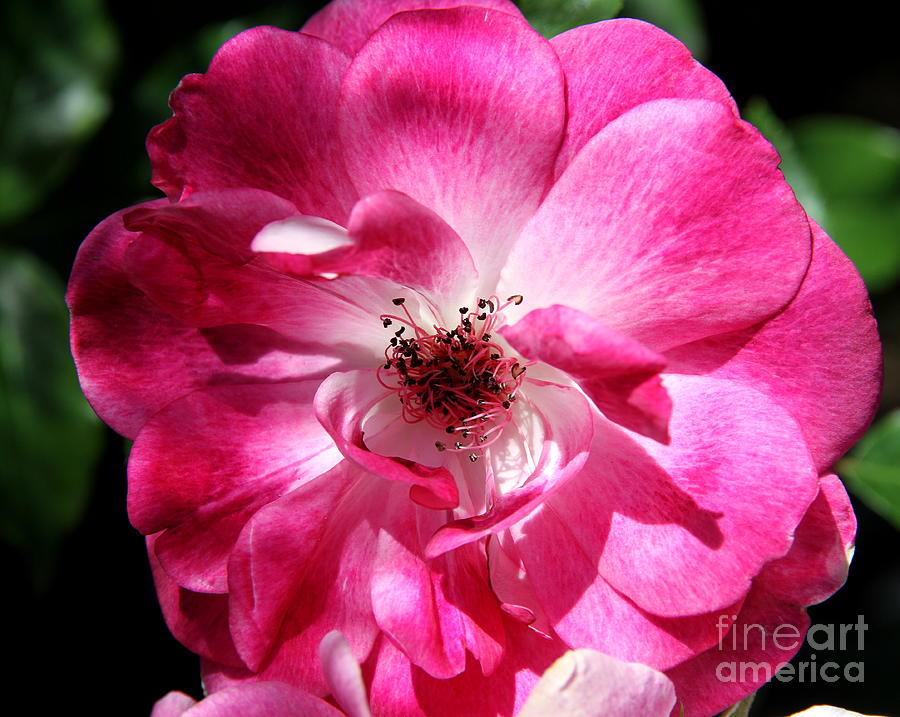 Rose of Tralee Photograph by Christiane Schulze Art And Photography ...