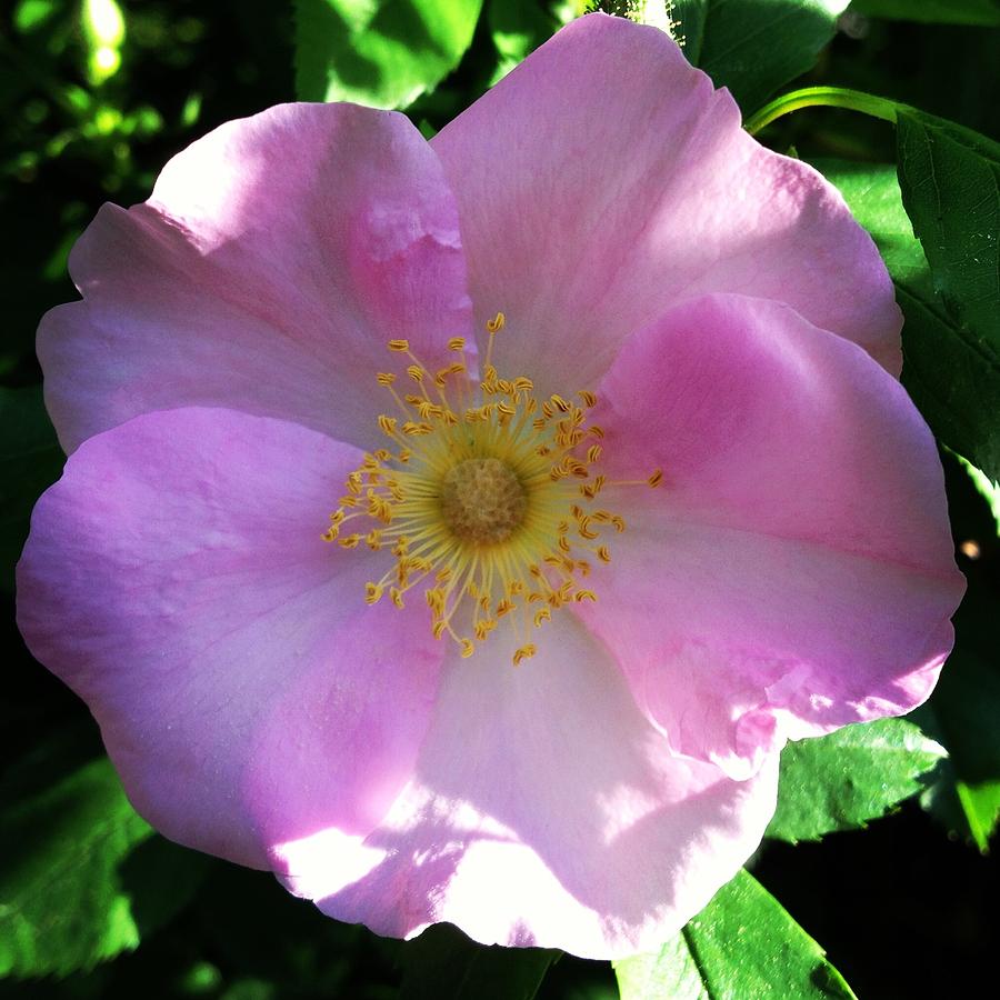 Rose of Virginiana Photograph by Senske Art - Fine Art America