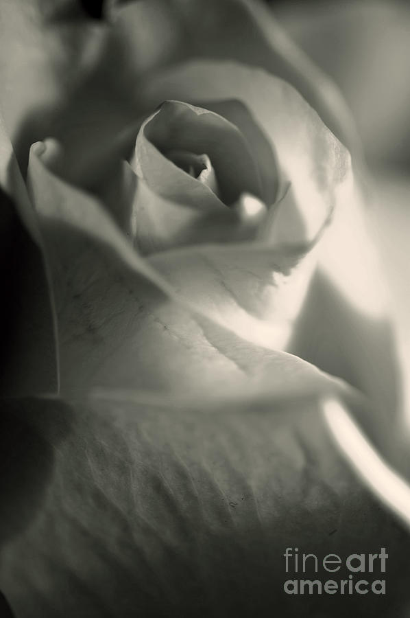Still Life Photograph - Rose of White 2 by Micah May