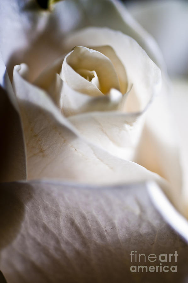 Still Life Photograph - Rose of White 3 by Micah May